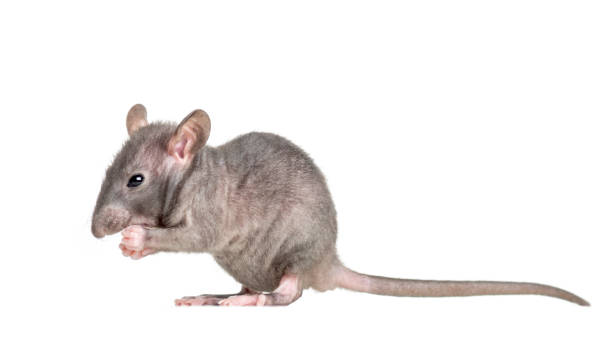 istock Young Hairless rat, isolated on white 823858624