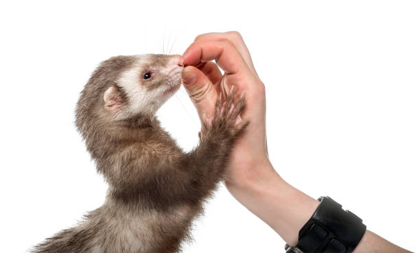 istock Old ferret eating in human hand, isolated on white 823858846