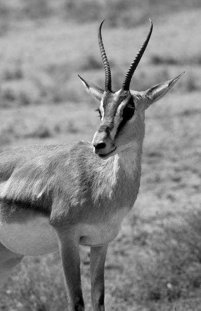 1,500+ Black Gazelles Stock Photos, Pictures & Royalty-Free Images - iStock