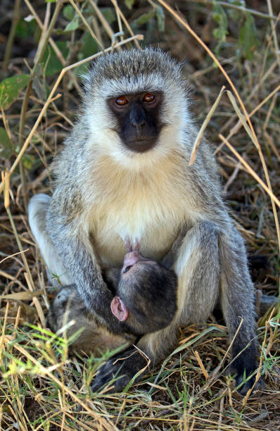 istock Vervet mother with baby 823859174