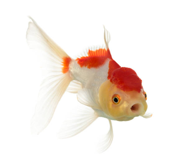 istock Lion's head goldfish opening mouth isolated on white 823859298