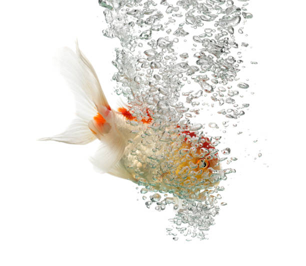 istock Side view of a diving lion's head goldfish 823859362