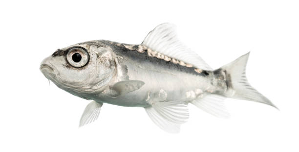 istock Side view of a grey koi isolated on white 823859512