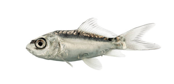 istock Side view of a grey koi isolated on white 823859516