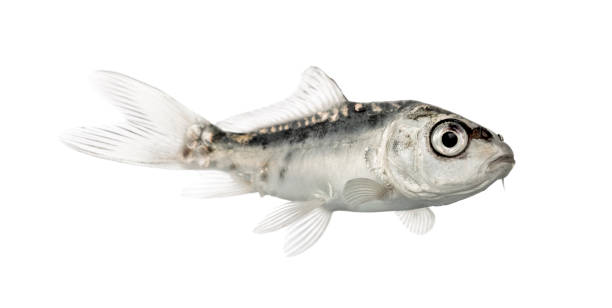 istock Side view of a grey koi isolated on white 823859608