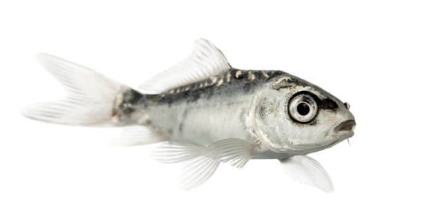 istock Side view of a grey koi isolated on white 823859620