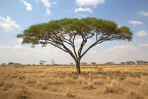 istock Serengeti national park 823859736