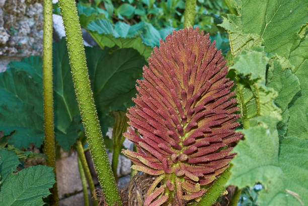 gunnera manicata - gunnera ストックフォトと画像