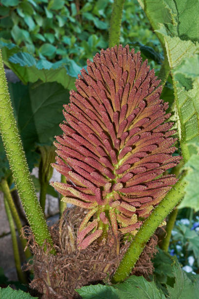 gunnera manicata - gunnera ストックフォトと画像