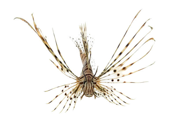 istock Front view of a red lionfish isolated on white 823861928