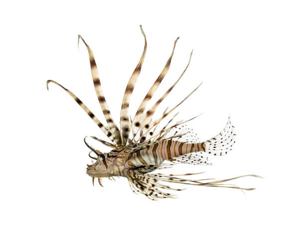 istock Side view of a red lionfish isolated on white 823861966