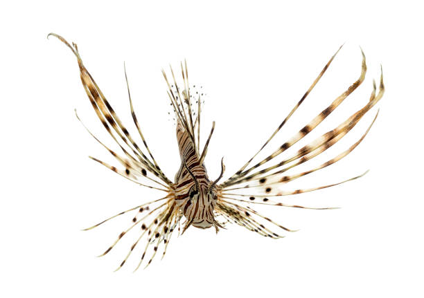 istock Font view of a red lionfish isolated on white 823861970