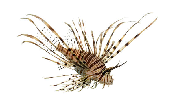 istock Side view of a red lionfish looking down 823861982