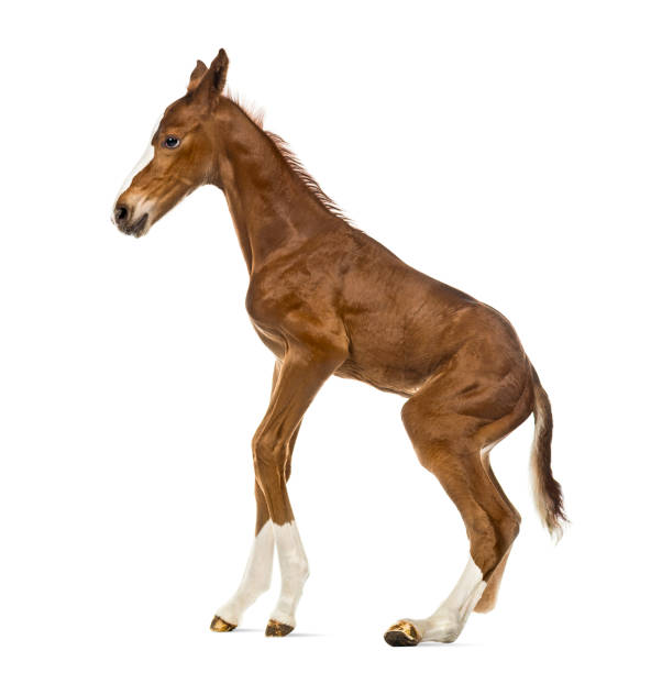 istock Side view of a foal standing up and balancing 823861998