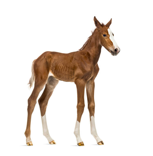 istock Side view of a foal isolated on white 823862010