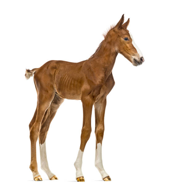 istock Side view of a foal isolated on white 823862074