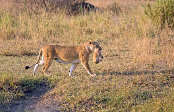 istock Lioness and baby 823862280