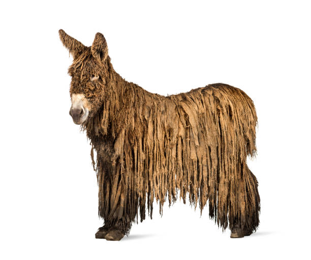 istock Side view of a Poitou donkey,  isolated on white 823866252