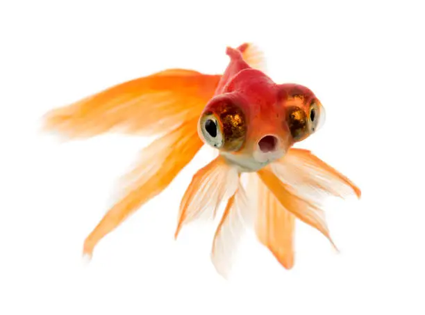 Photo of Front view of a Goldfish swimming islolated on white