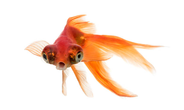 istock Front view of a Goldfish in water islolated on white 823866348