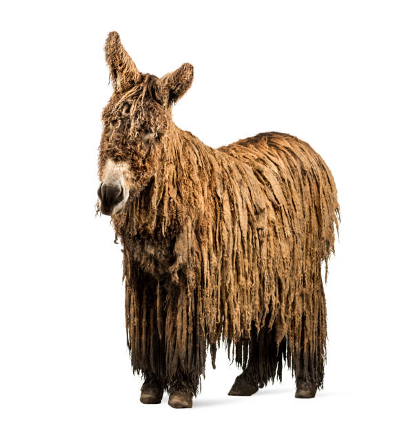 istock Poitou donkey with a rasta coat isolated on white 823866358