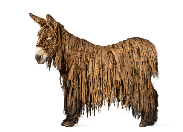istock Side view of a Poitou donkey,  isolated on white 823866370