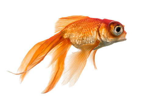 Side view of a Goldfish in water islolated on white