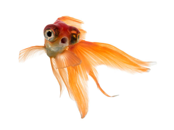 istock Front view of a Goldfish in water, islolated on white 823866398
