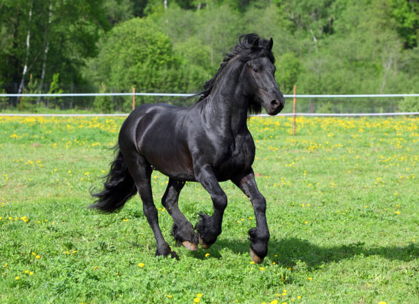 istock Friesian black horse with long mane 823866506