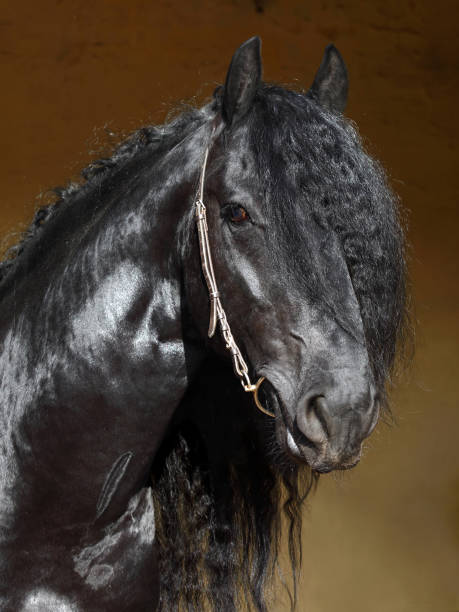 istock Amazing black draft horse on dark background 823869506