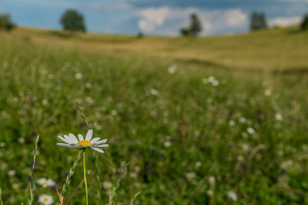Oxeye daisies (Leucanthemum vulgare) in a springtime meadow during a beautiful day.