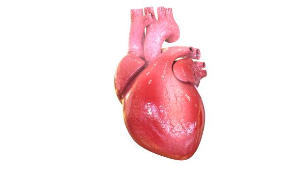 istock 3D Illustration of Human Body Organs (Heart Anatomy) 823870608