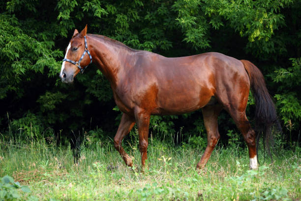 istock Bay horse in a forest 823871346
