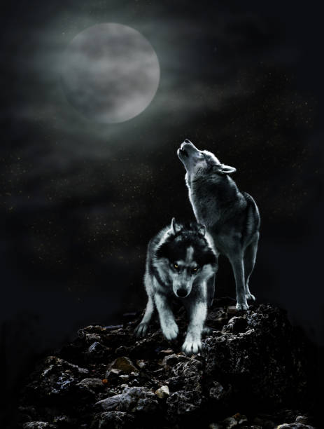 Una Pareja De Lobos En Una Noche Oscura Y La Luna Foto de stock y más banco  de imágenes de Lobo - Lobo, Aullido, Luna - iStock