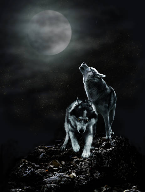 istock A pair of wolves on a dark night and the moon 823871698