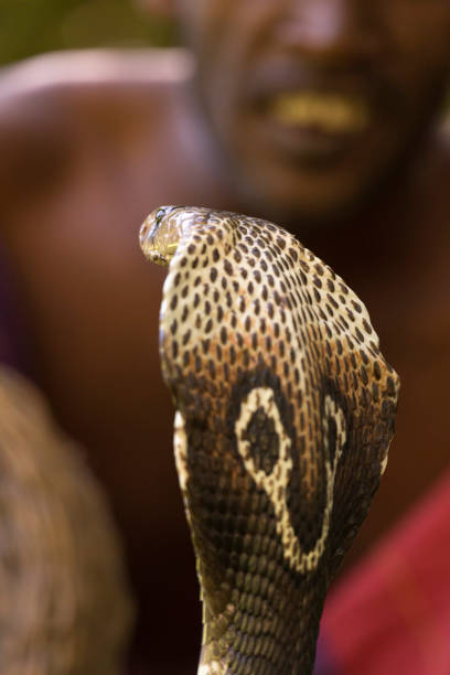A close-up of a snake's head with its mouth open, showcasing its unique patterns and textures, against a blurred colorful background