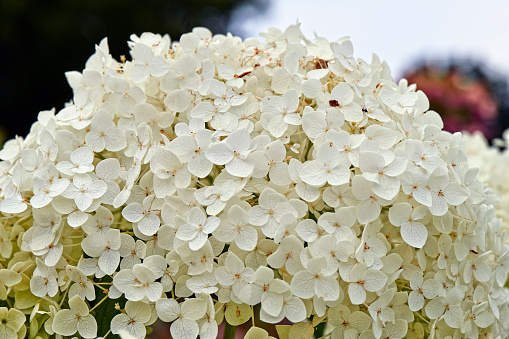 Summer flowers, Detail of a Hydrangea Hortensia