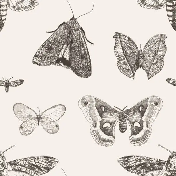 Vector illustration of Moth Light Repeat