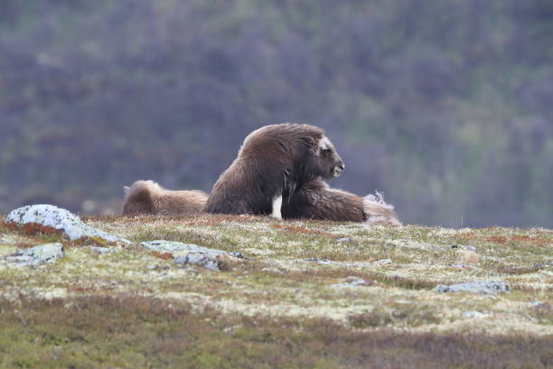istock Musk oxEn Dovrefjell National Park Norway 823885298