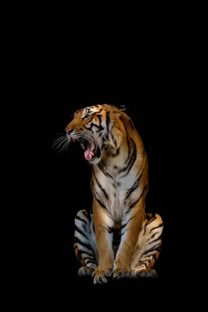 Photo of Isolated of tiger.