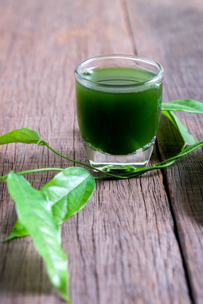 istock Bamboo grass, bai-ya-nang juice  . (Name spelled as Thailand) Tiliacora triandra 823890628