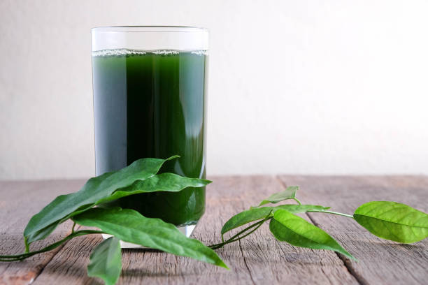 istock Bamboo grass, bai-ya-nang juice  . (Name spelled as Thailand) Tiliacora triandra 823890706
