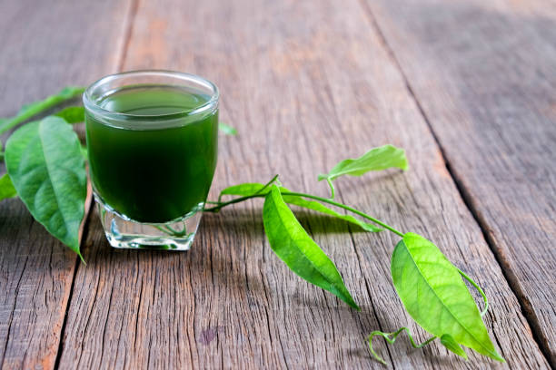 istock Bamboo grass, bai-ya-nang juice  . (Name spelled as Thailand) Tiliacora triandra 823890740