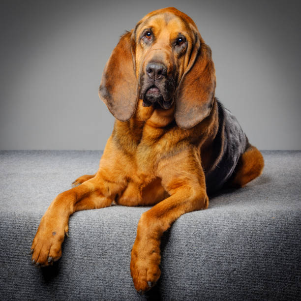 Purebred Bloodhound Dog A close-up of a purebred Bloodhound dog looking directly at the camera. bloodhound stock pictures, royalty-free photos & images