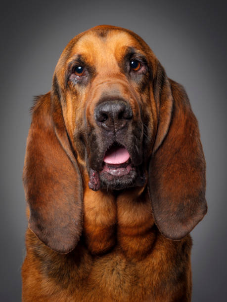 Purebred Bloodhound Dog A close-up of a purebred Bloodhound dog looking directly at the camera. bloodhound stock pictures, royalty-free photos & images