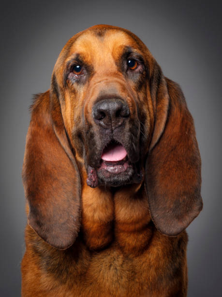 чистокровная собака bloodhound - looking up one animal looking at camera posing стоковые фото и изображения