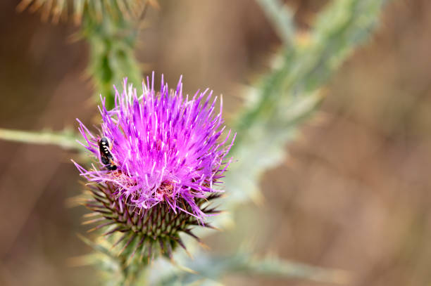 An insect on a flowering thistle flower looking for nectar An insect on the flowering head of a thistle flower is looking for nectar bristlethistle stock pictures, royalty-free photos & images