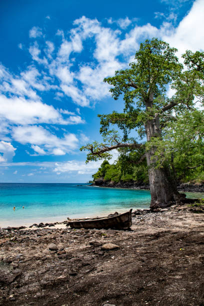 баобаб дерево сан-томе острова голубая лагуна - sao tome and principe стоковые фото и изображения
