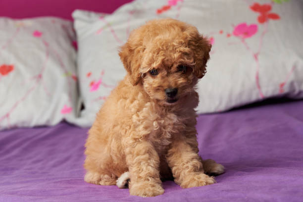 istock Small puppy sitiing on bed 823898150