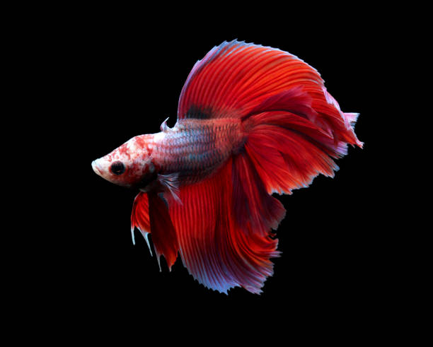 istock Betta fish  siamese fighting fish  betta splendens isolated on black background 823898370